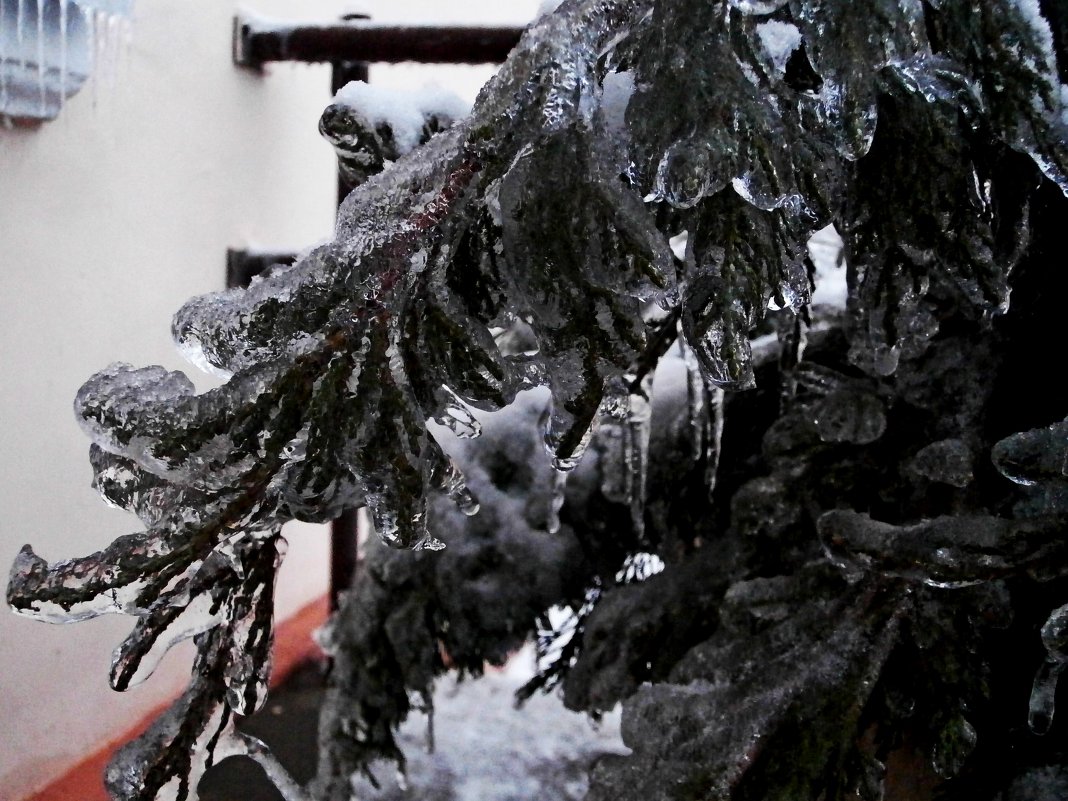 зимние сюрпризы - Ольга Алешко