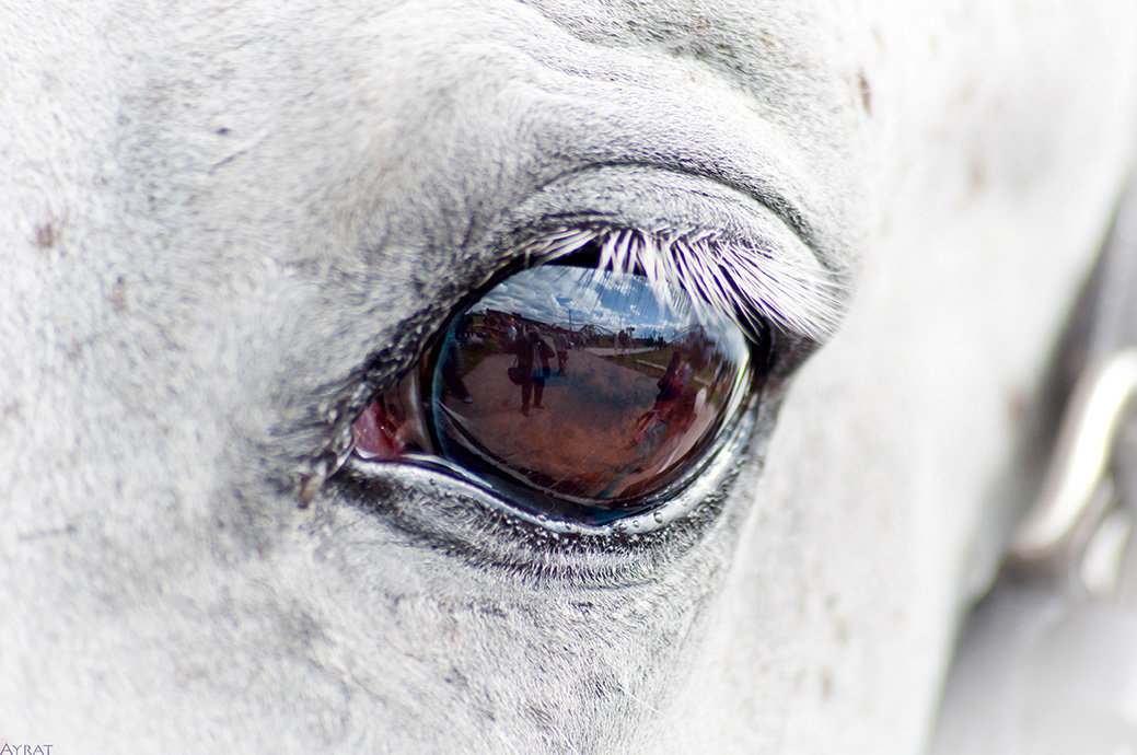 весь мир - Ayrat весь мир - Ayrat