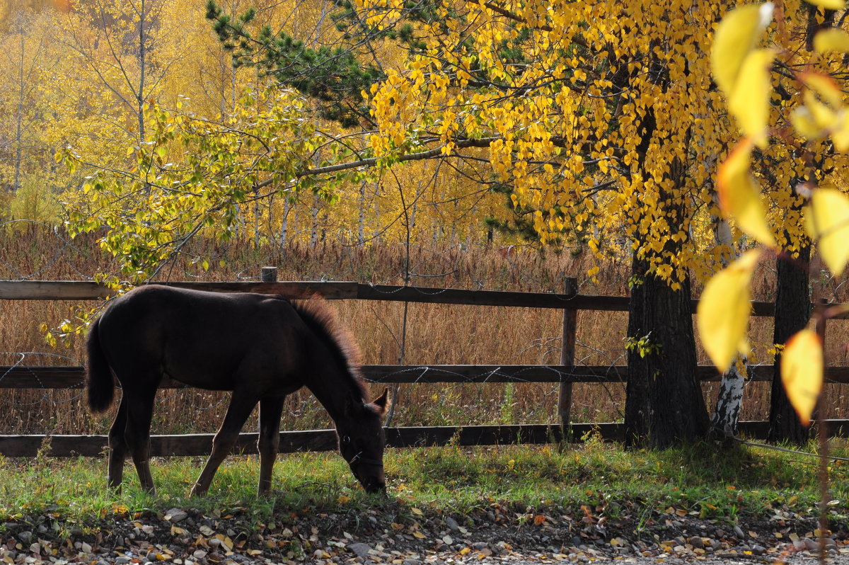 Последняя травка. - Владимир Добровольский