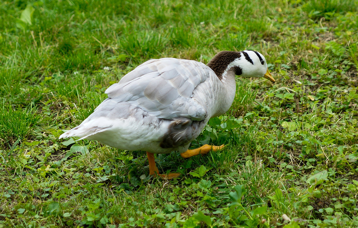 ... - Жанна Кондрациковская