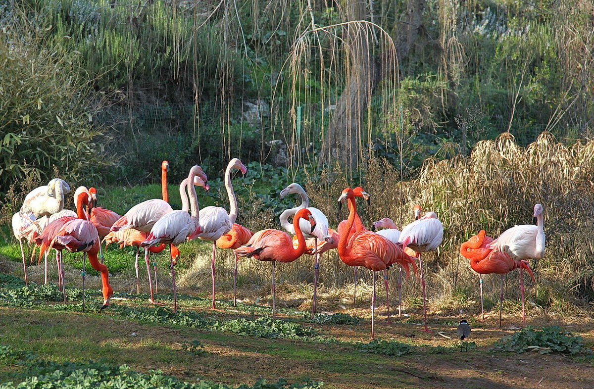 Фламинго... - Alex S.
