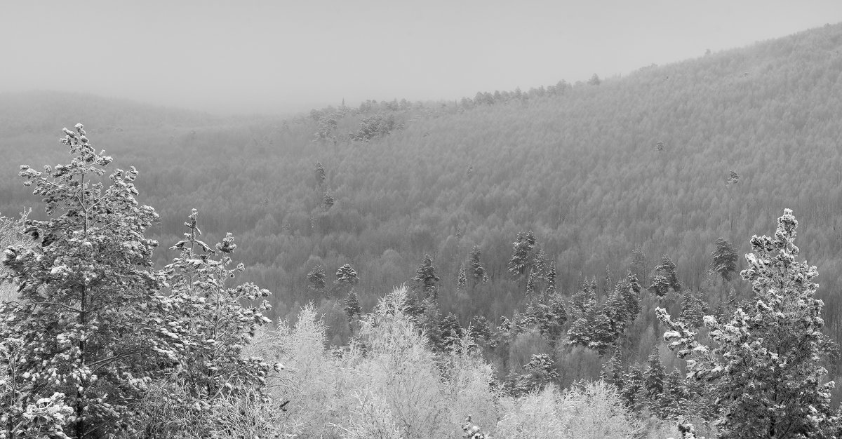 Зимний лес - Denis Zakalyapin Зимний лес - Denis Zakalyapin