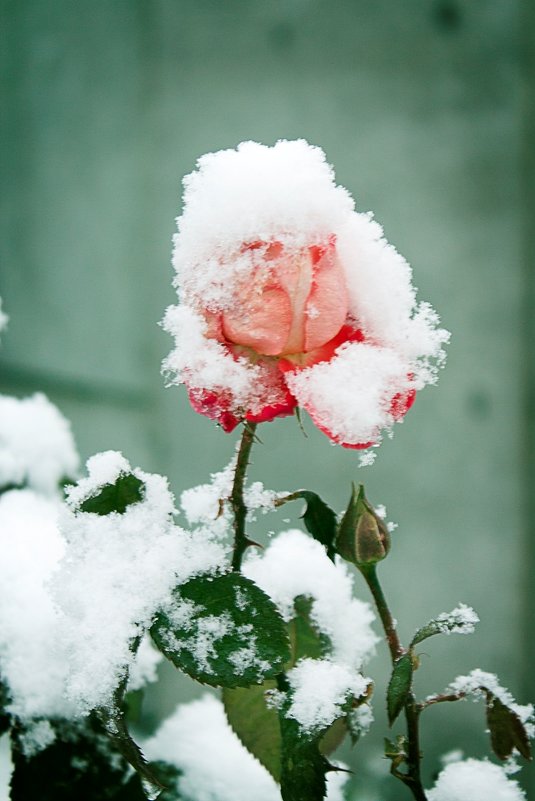 первый снег - Николай Огуля