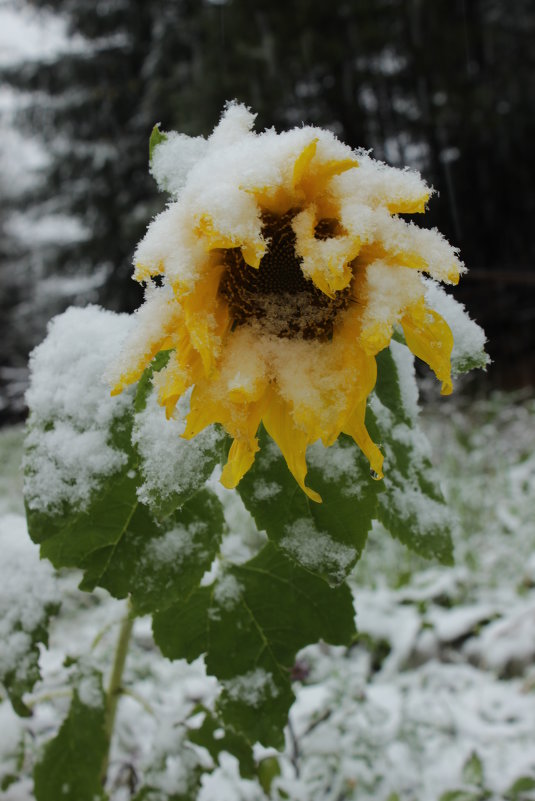 стойкость - Елена Антропова стойкость - Елена Антропова