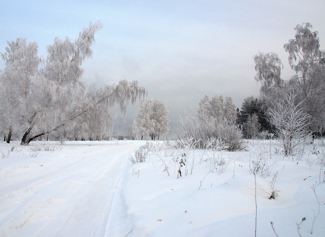 Нарядные берёзки встречают Новый год... - Александр Попов