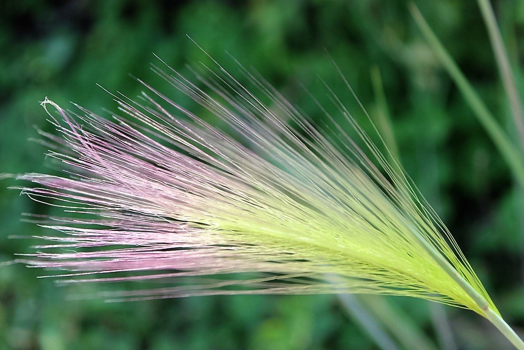 Опять лето ! - Ниями 