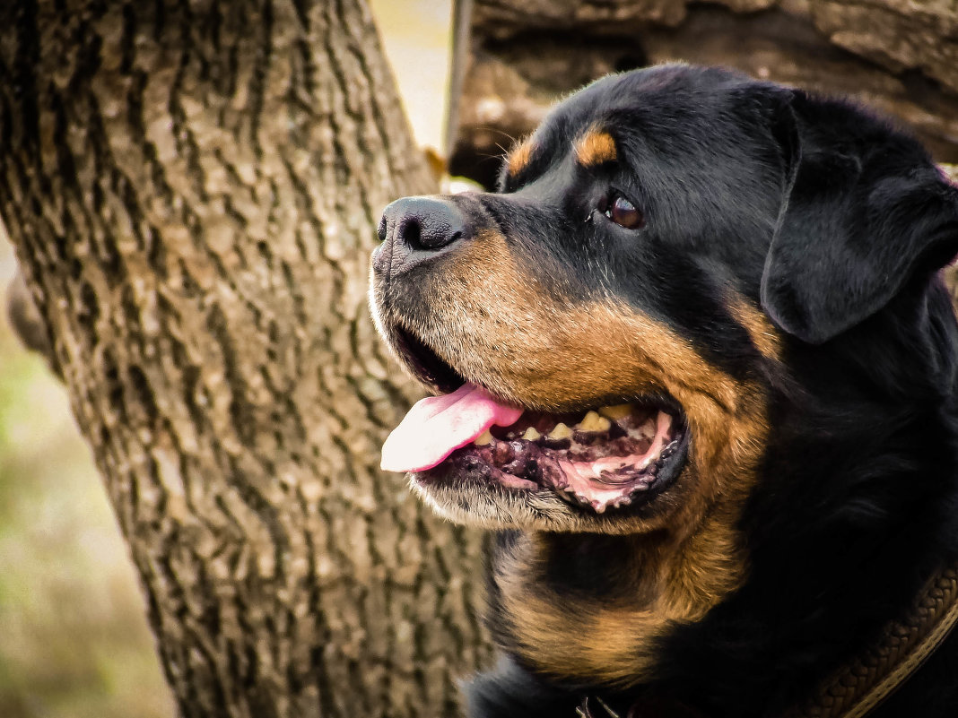 Большой друг - Алла 