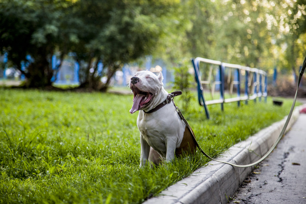 Стаф - Павел 