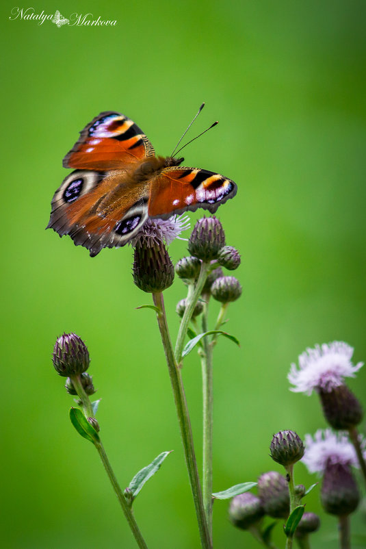 бабочка - Nataliya Markova