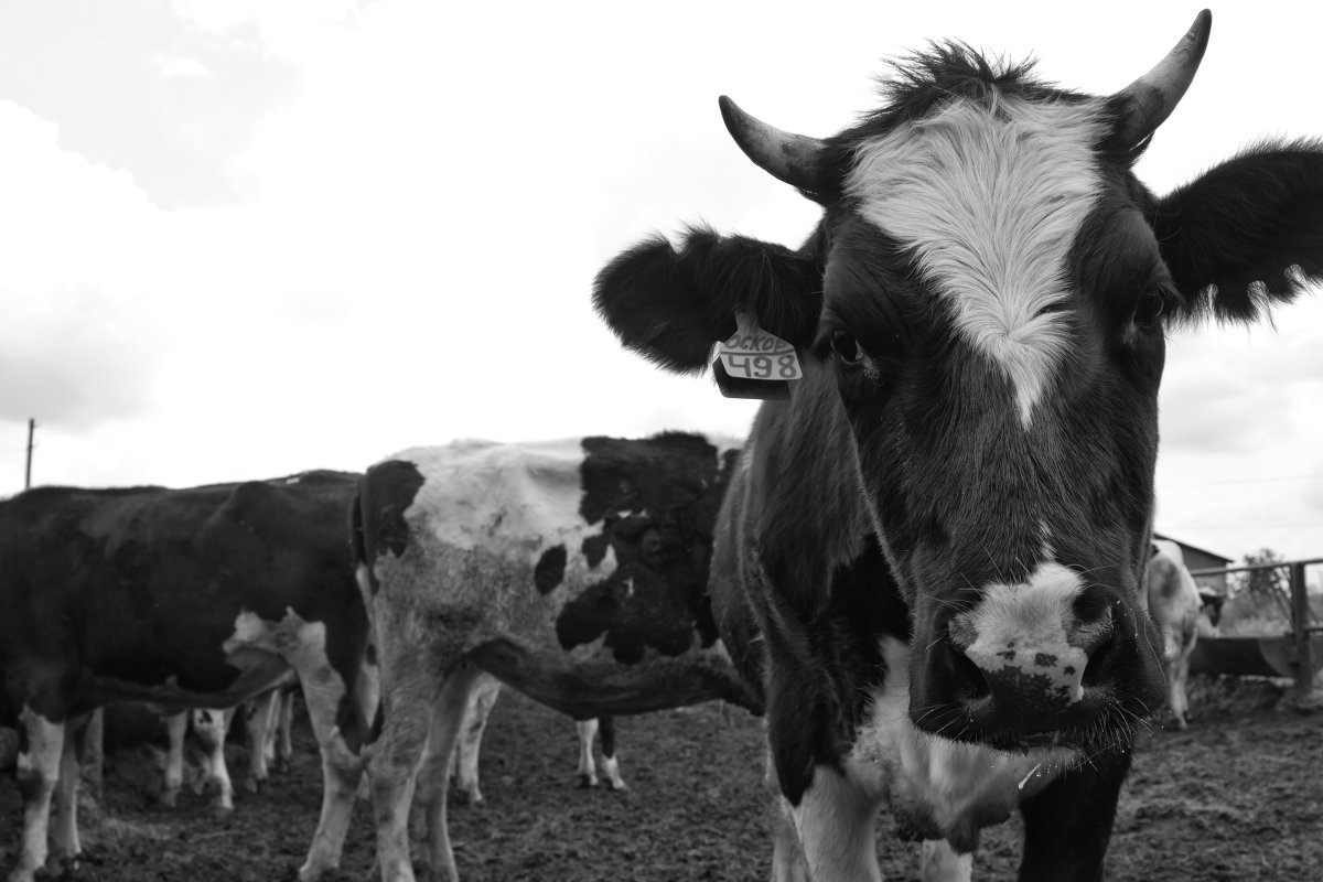 продленка - Ольга 