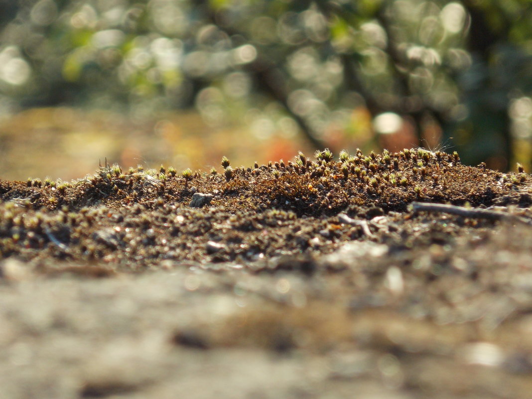 Макромир. - Olesya Khodnevich