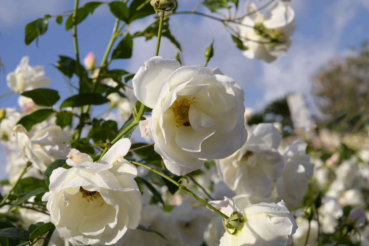 Розы белые в январе - Александр Деревяшкин