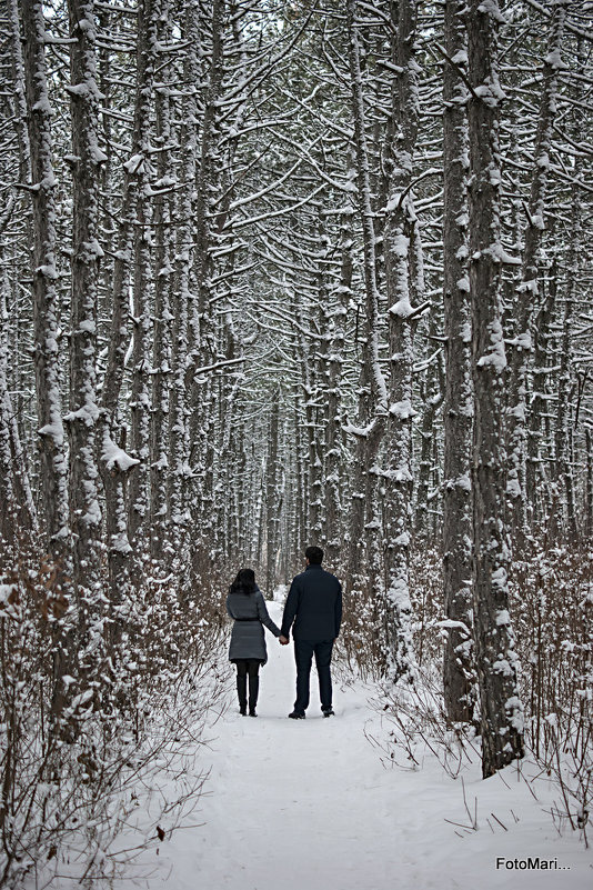В сосновом бору. - Марина Соколова