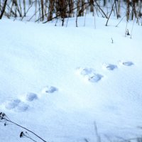 Здесь был зайчик :: Людмила Павловна Крышковец