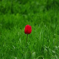 Забытый тюльпан :: Дмитрий Моркин Забытый тюльпан :: Дмитрий Моркин