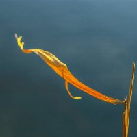 ... :: Коля Лукашов