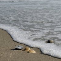 ракушки :: Светлана Баталий