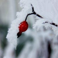 Иней :: victor Lion