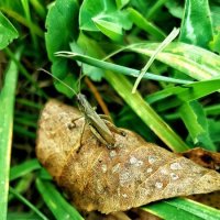 В траве сидел кузнечик :: Александр Жирный