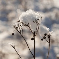 В поле одиноко... :: Анна Чехович