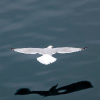 Тень с раненным крылом :: Alexandеr P