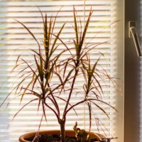 Теневое солнце :: Тамара Федорова Теневое солнце :: Тамара Федорова