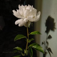... :: Галина R...