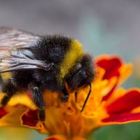 Шмель :: Ирина **