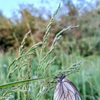 Держусь крепко! :: Ирина *