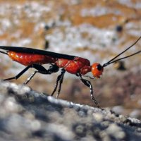 Паразит южный :: Юлия Кучеренко