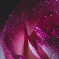 Роза. :: Валентина M Роза. :: Валентина M