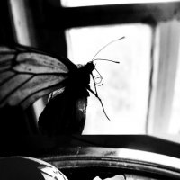 Превращение :: Мария Буданова (Приставская)