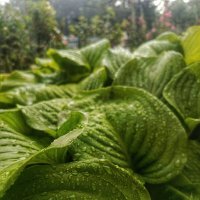 В дебрях :: константин 