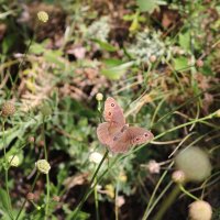 маскировка :: Светлана Баталий