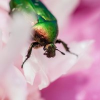 Бронзовка :: Maxwellion Ross