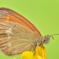 ... :: Максим Вышарь