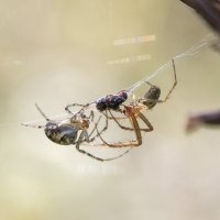 Трапеза на двоих. :: Lidia Vdovina