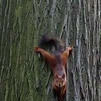 Белочка :: Нина 