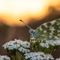 Утренняя бабочка,в росе. :: Роман Зайцев