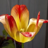 Краски в цветах :: Александр 