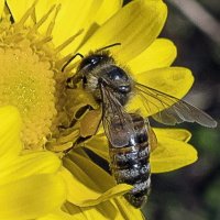 Пчёлка-Майя :: Светлана Ищенко