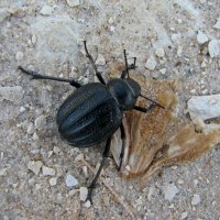 Жук :: максим лыков