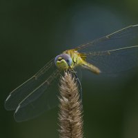 ... :: civettina ... ... :: civettina ...