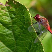 Стрекоза на листочке яблони :: Константин Федяев