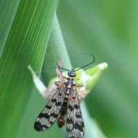 Усатая мошка :: Наталья Герасимова