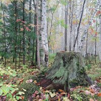 Лес в рябиновом разноцветии... :: Ирина *