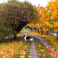 Осеннее настроение :: Наталья 