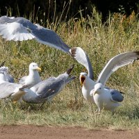 "Это наша еда". :: Андрей Уткин