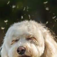 одуванчиковое лето :: наталья жданюк