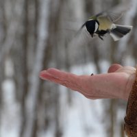 Синица почти в руках... :: Виктория Шевченко 